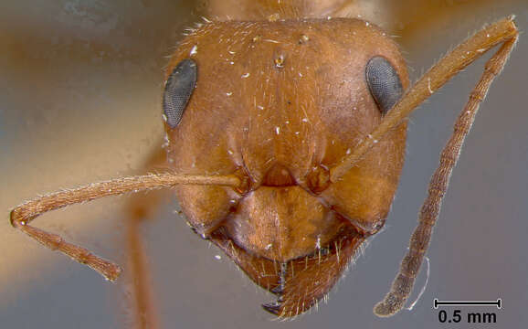 Image of Formica oreas comptula Wheeler 1913