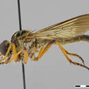 صورة Lycoprosopa atrimaculata (Hobby 1934)