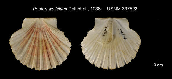 Image of Pecten waikikius Dall, Bartsch & Rehder 1938