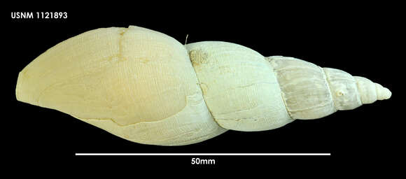 صورة Belaturricula turrita (Strebel 1908)