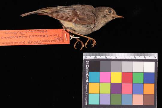 Image of Ruby-crowned Kinglet