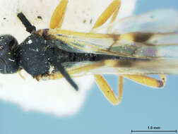 Image of Microplitis spinolae (Nees 1834)