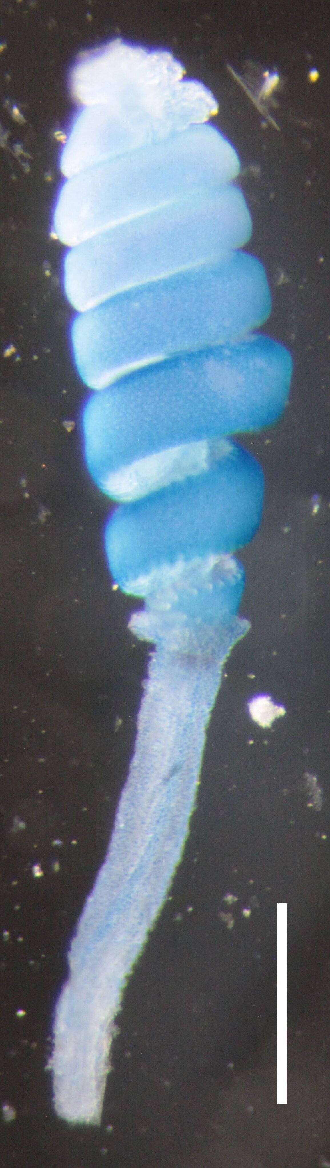 Image of Halistemma transliratum Pugh & Youngbluth 1988