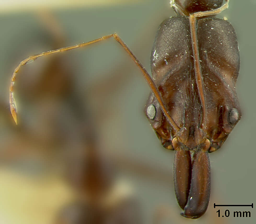 Image of Odontomachus assiniensis var. furvior