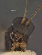 Image of Centistes epicaeri Muesebeck 1958