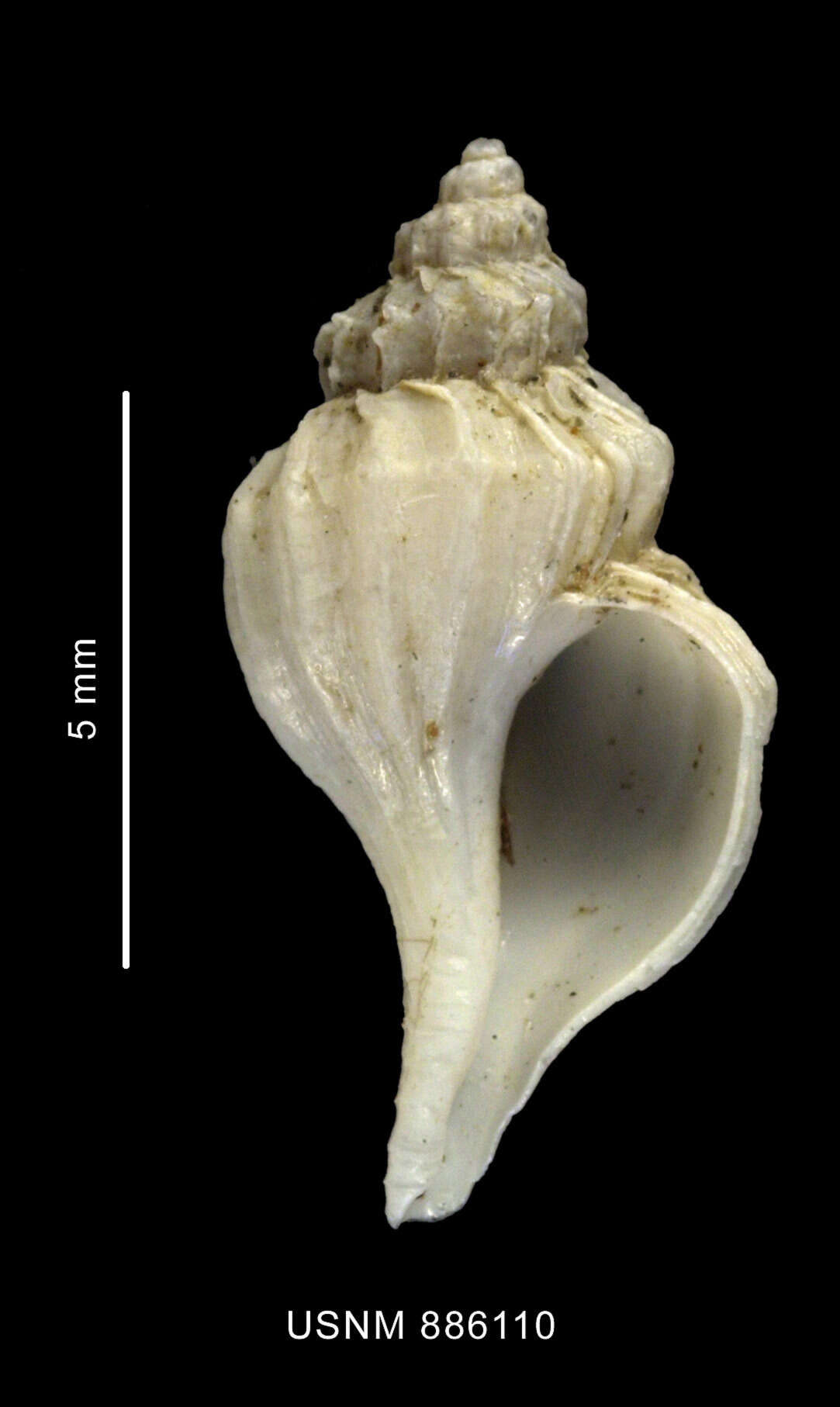 Image of Enixotrophon macquariensis (Powell 1957)