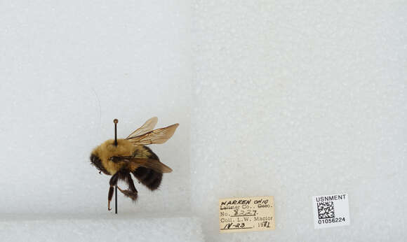 Image of Two-spotted Bumblebee