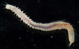 Image of red rock worm