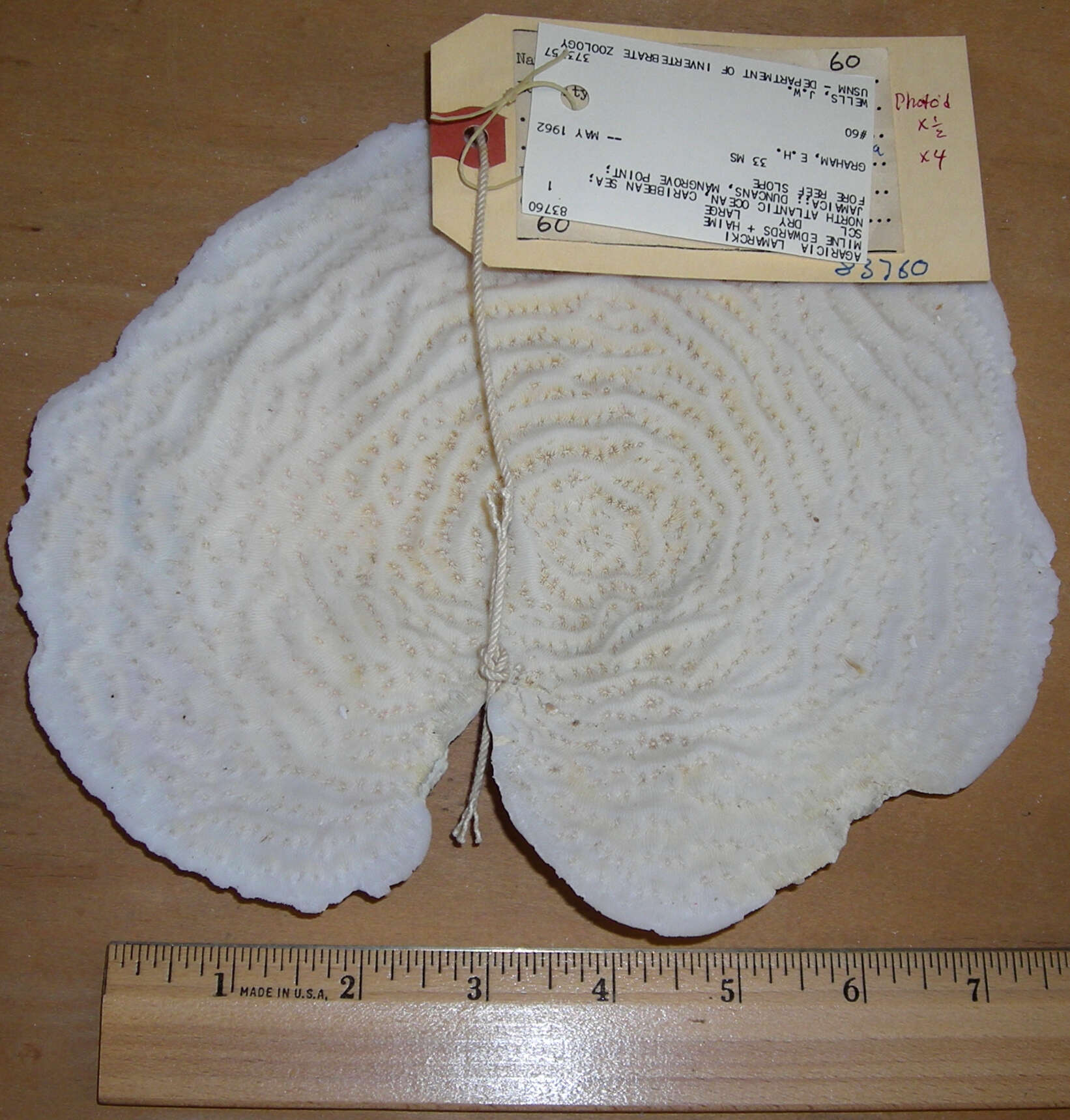 Image of Lamarck´s sheet coral