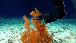 Image of Black coral