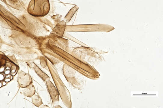 Image of Culicoides hegneri Causey 1938