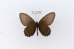 Sivun Papilio socama Schaus 1902 kuva