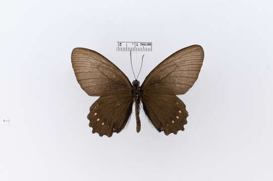 Image of Papilio socama Schaus 1902