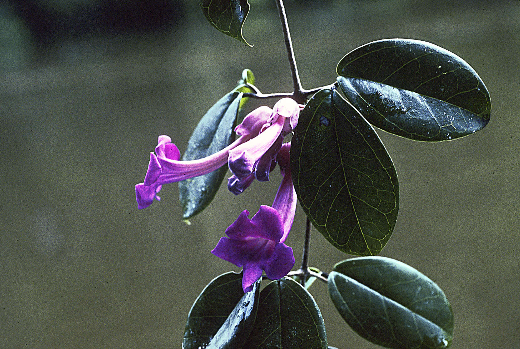 Image of Dolichandra steyermarkii (Sandwith) L. G. Lohmann