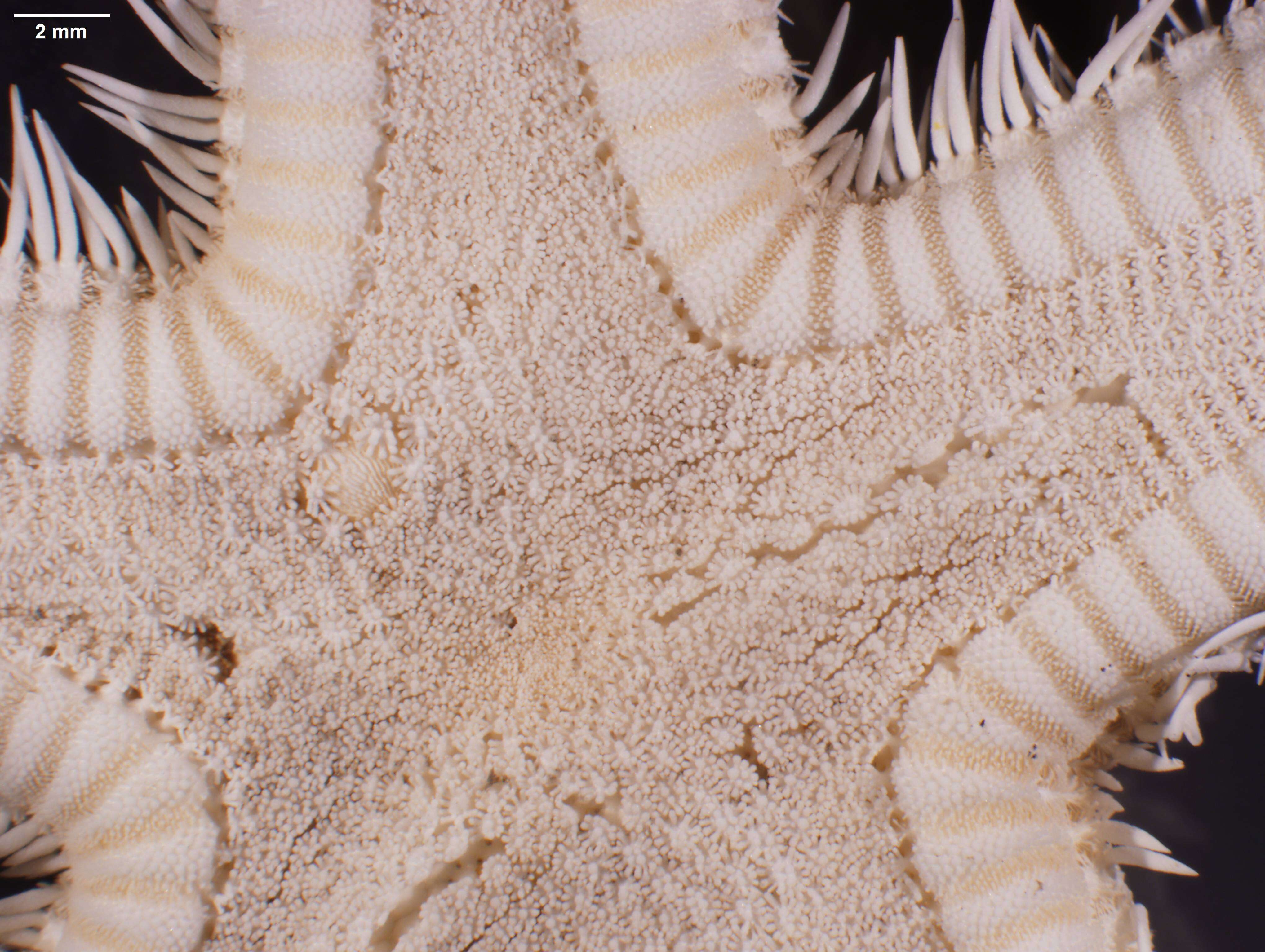 Image of Astropecten jarli Madsen 1950