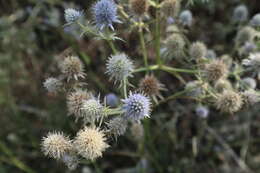 Eryngium aquaticum L. resmi