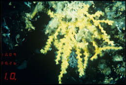Image of dendrophylliid corals 