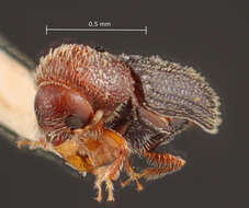 Image of Weevil