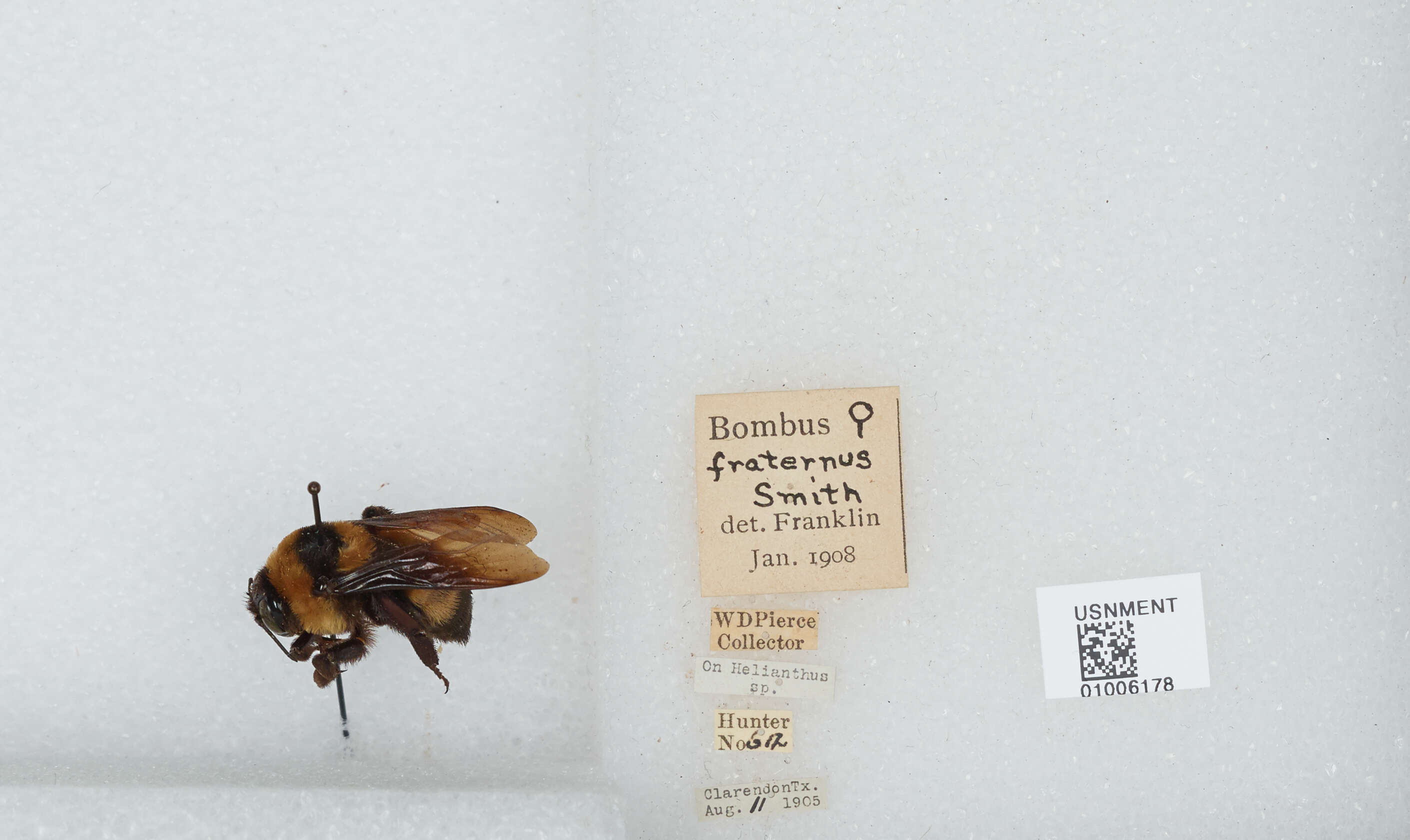 Слика од Bombus fraternus (Smith 1854)