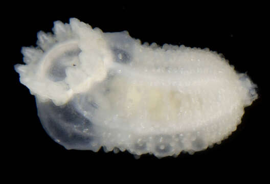 Image of slender footless sea cucumber