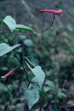 Image of Tropaeolum cuspidatum Buchen.