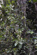 Image of Thinouia trifoliata (Radlk.) Acev.-Rodr. & Ferrucci