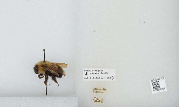 Image of Bombus vagans vagans Smith 1854