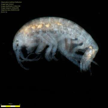 Image of Amphipoda