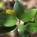 Image of Ficus americana subsp. americana