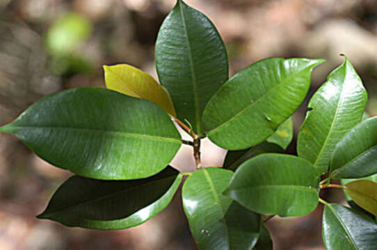 Image of Ficus americana subsp. americana