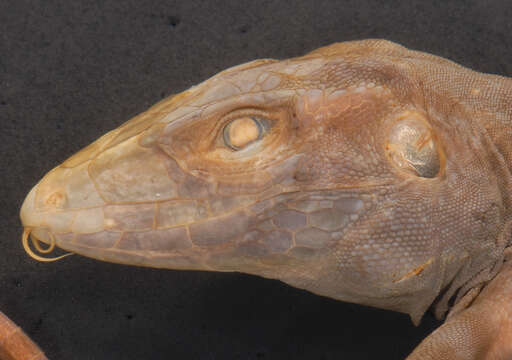 Image of Ameiva fuliginosa (Cope 1892)