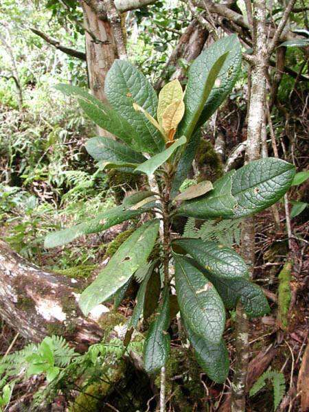 Image de Pittosporum gayanum Rock