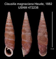 Image of Clausilia magnaciana Heude