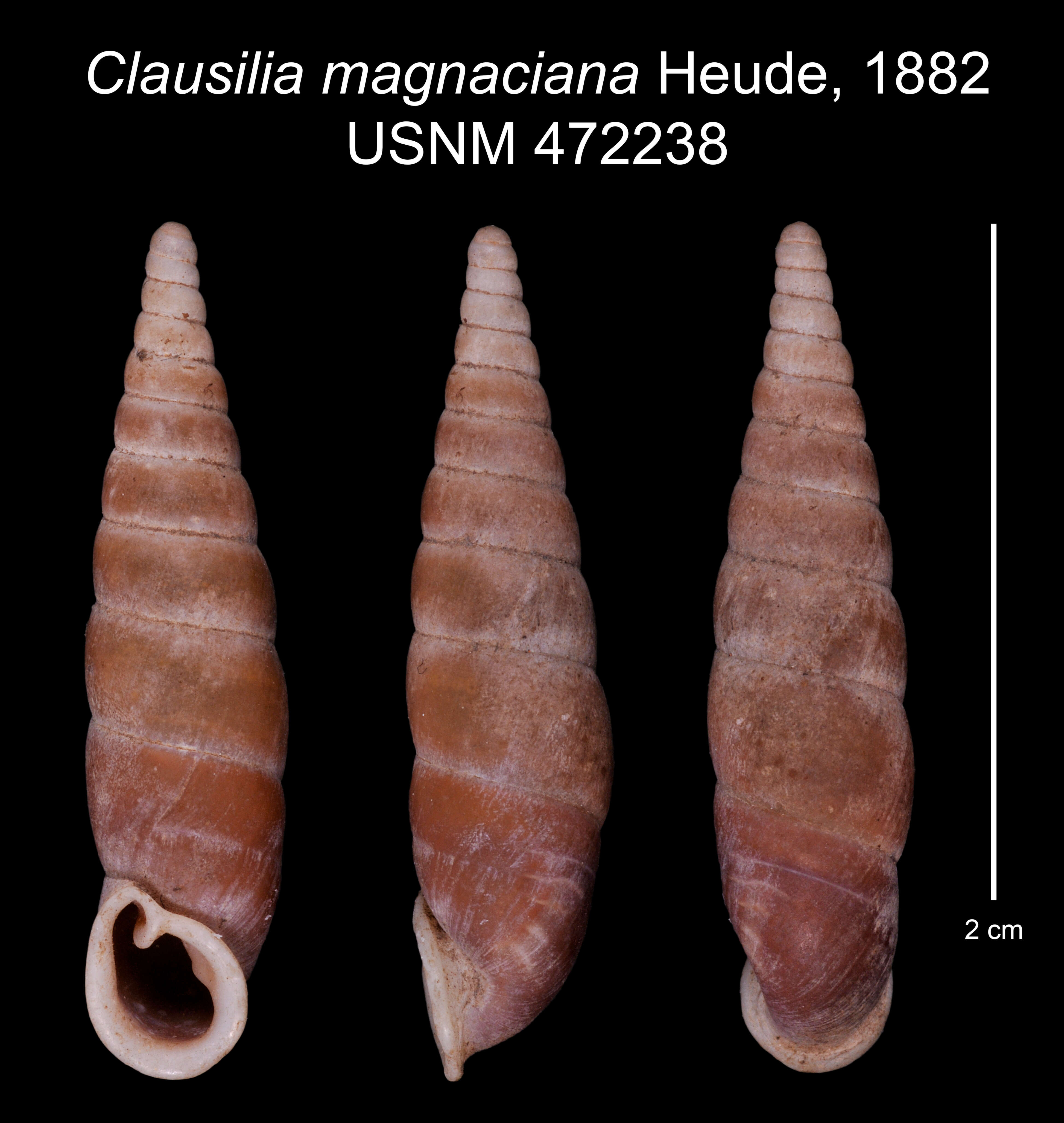 Image of Clausilia magnaciana Heude