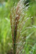 Sivun Andropogon bicornis L. kuva