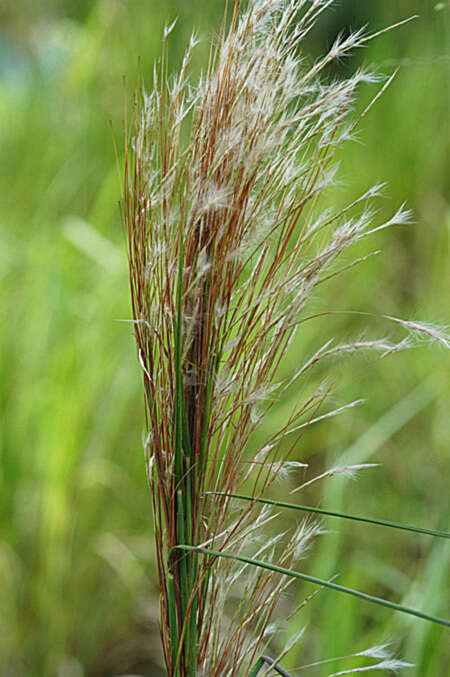 Sivun Andropogon bicornis L. kuva