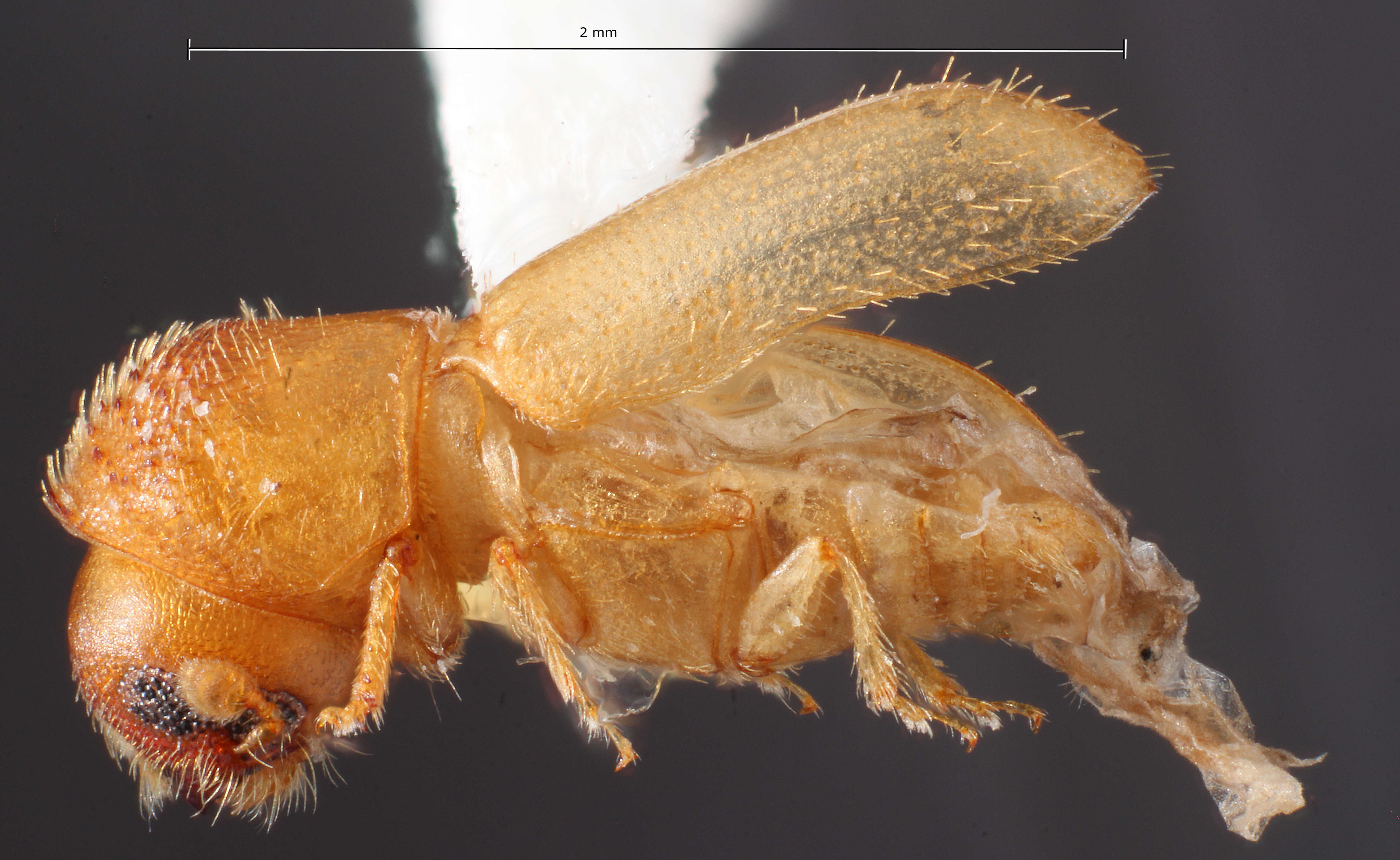 Imagem de Cryptocarenus frontalis Wood 2007