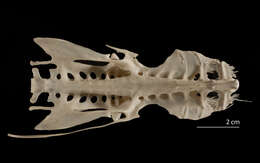 Image de Anhinga anhinga leucogaster (Vieillot 1816)