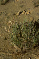 Image of Poa obvallata Steud.