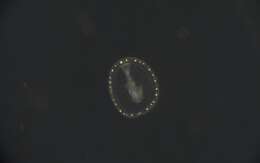Image of segmented worms