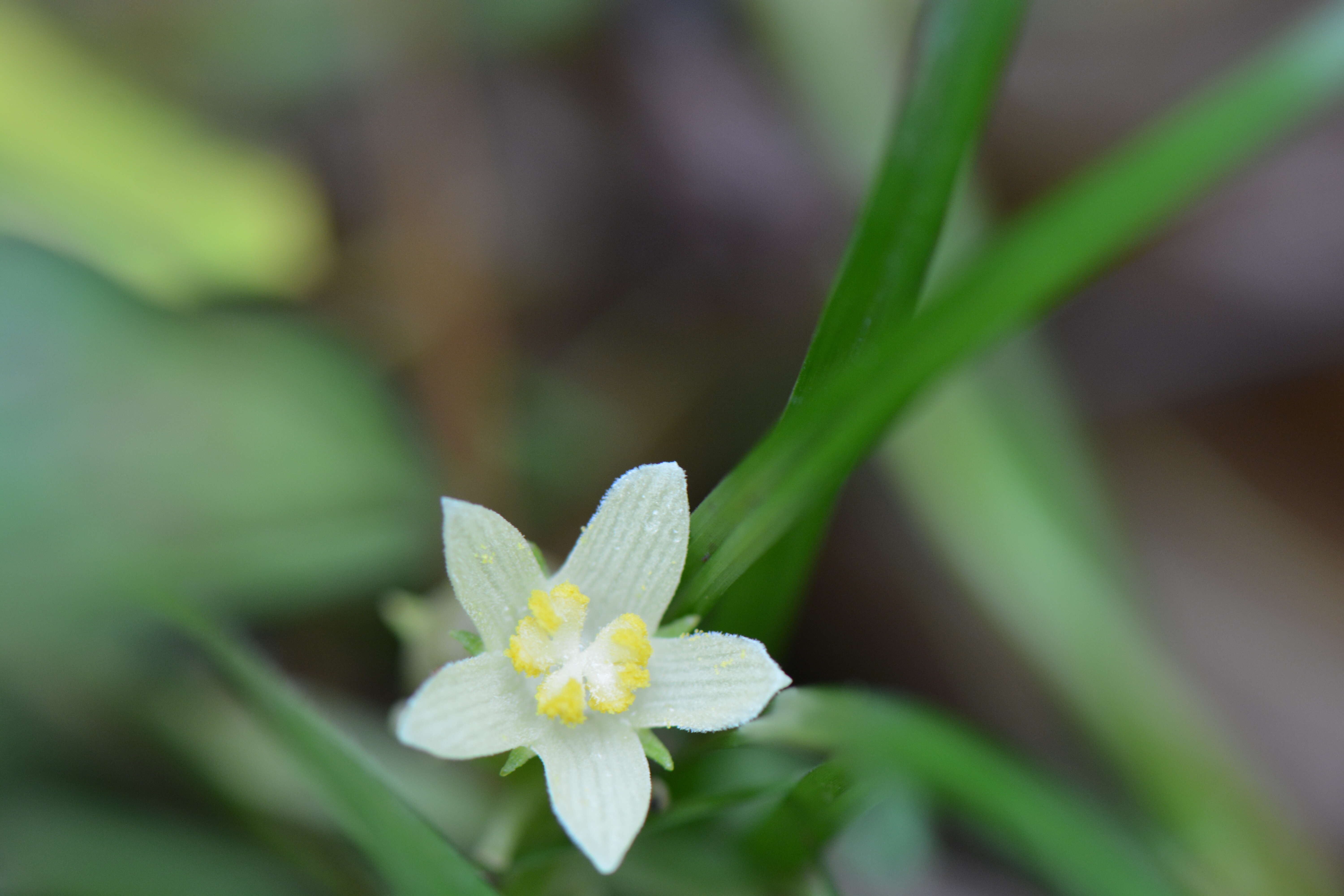 Image of sechium