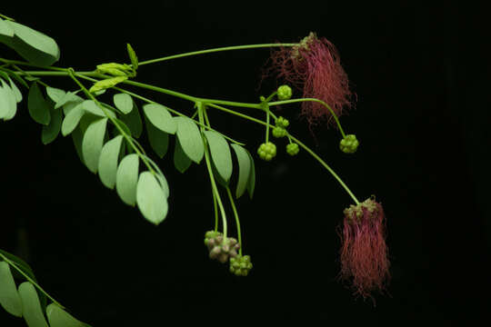 Image of Zapoteca formosa subsp. rosei (Wiggins) H. M. Hern.