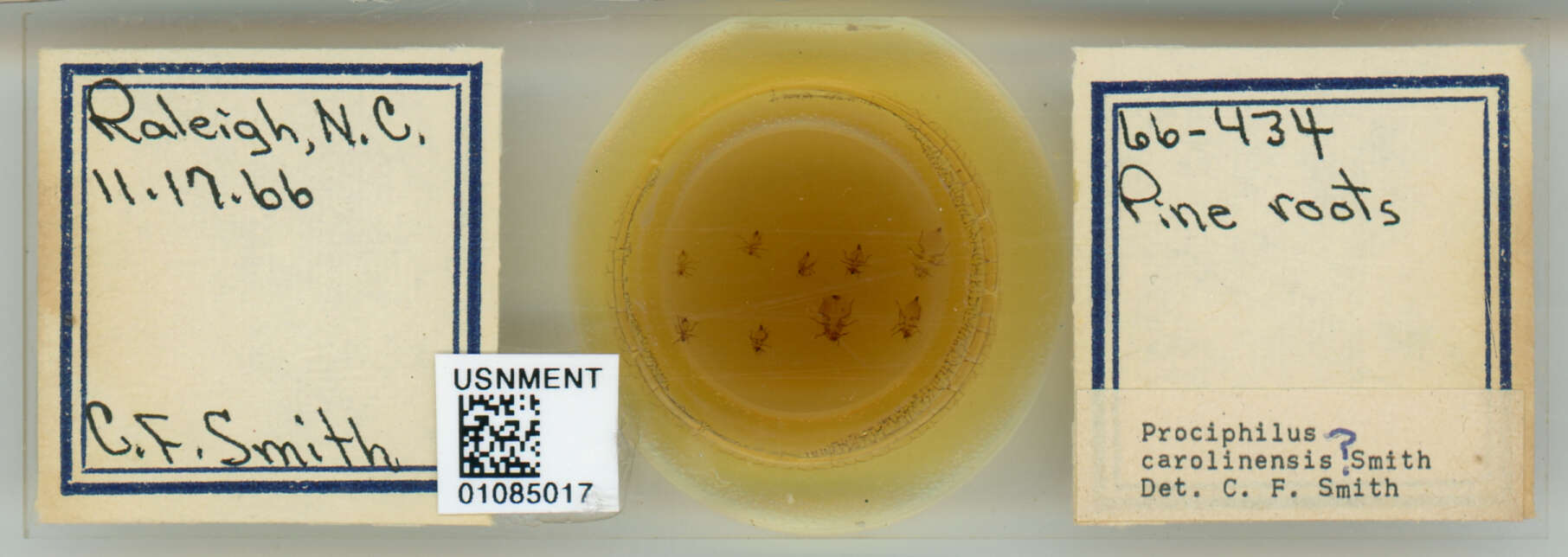 Image of Prociphilus (Prociphilus) carolinensis Smith & C. F. 1969