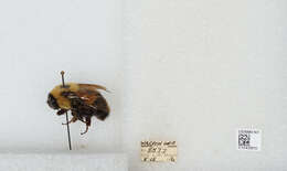 Слика од Bombus affinis Cresson 1864