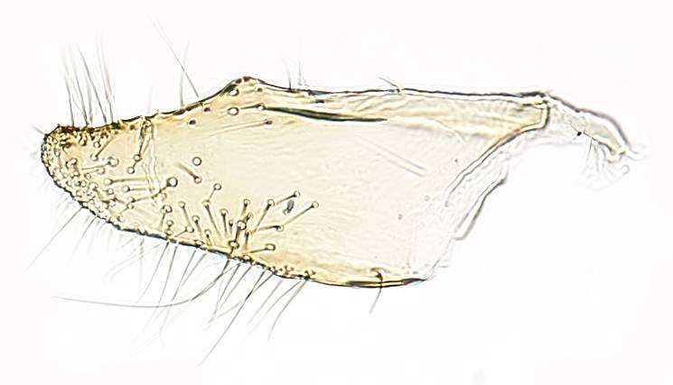 Image of Niditinea orleansella (Chambers 1873)