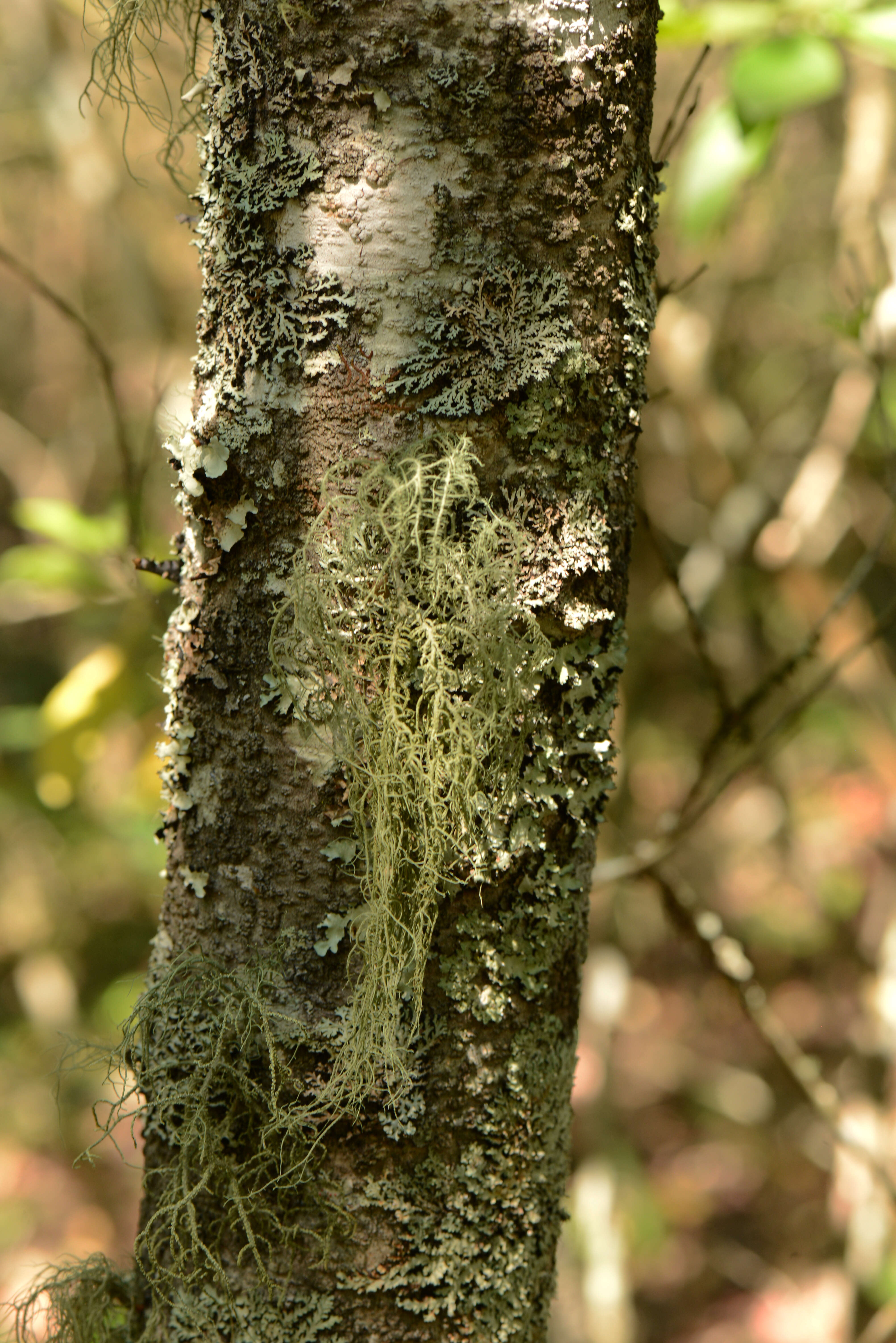 Image of Fungi