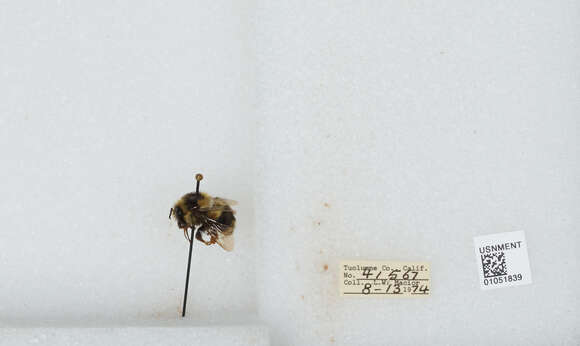 Image of Two Form Bumble Bee