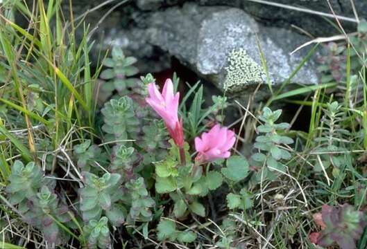 Image of Epilobium nankotaizanense Yamamoto