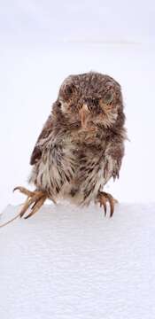 Image of Mountain Pygmy Owl