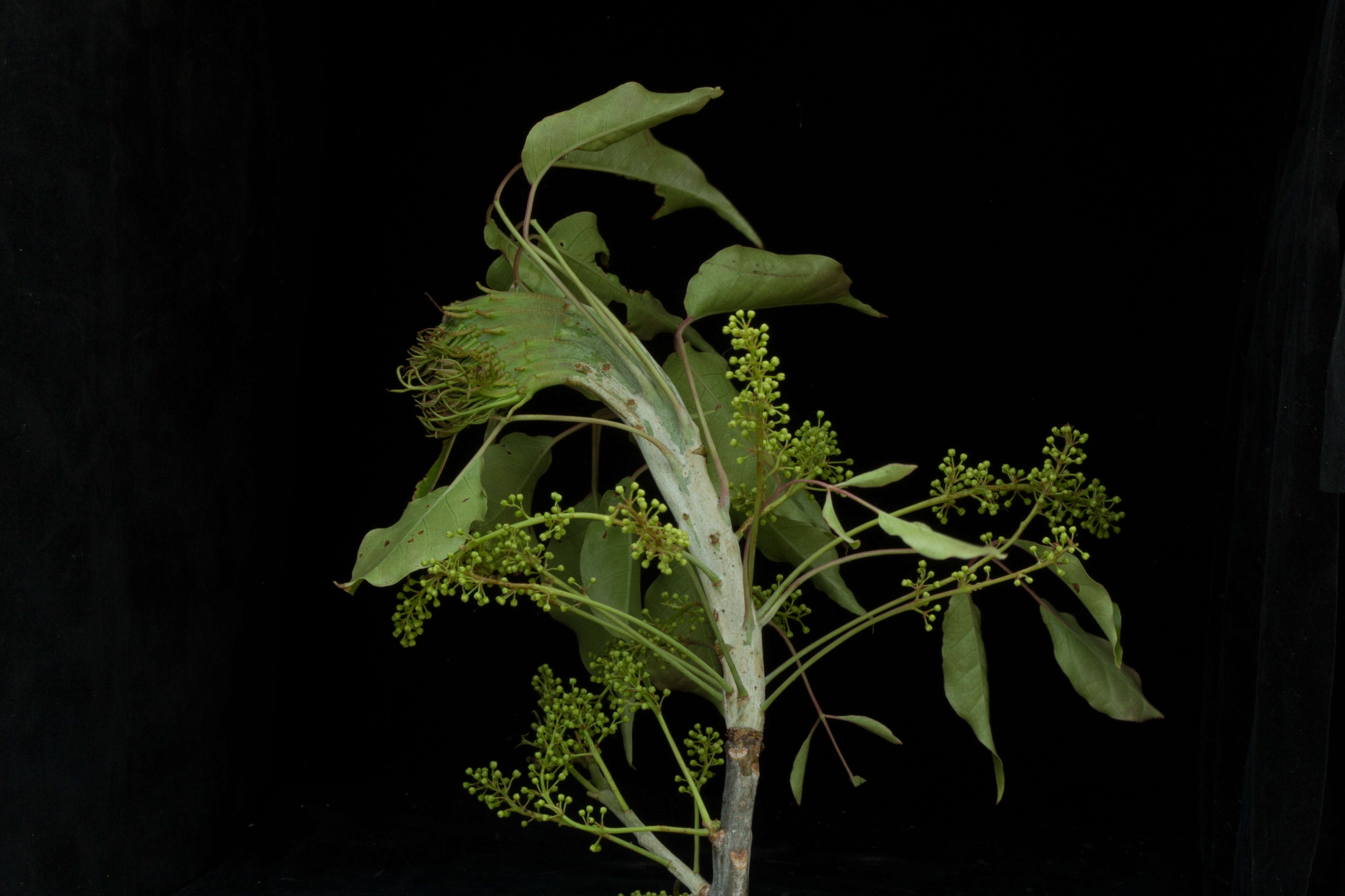 Image of Bursera ovalifolia (Schltdl.) Engl.